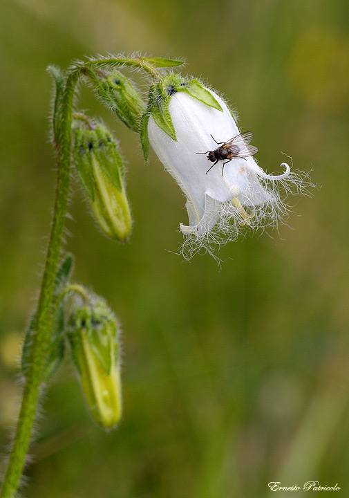 Campanula barbata / Campanula barbata